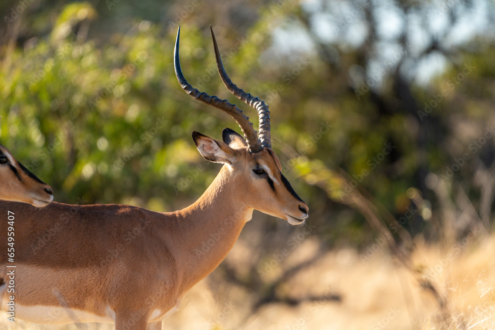 Naklejka premium Black-nosed impala in the African savanna