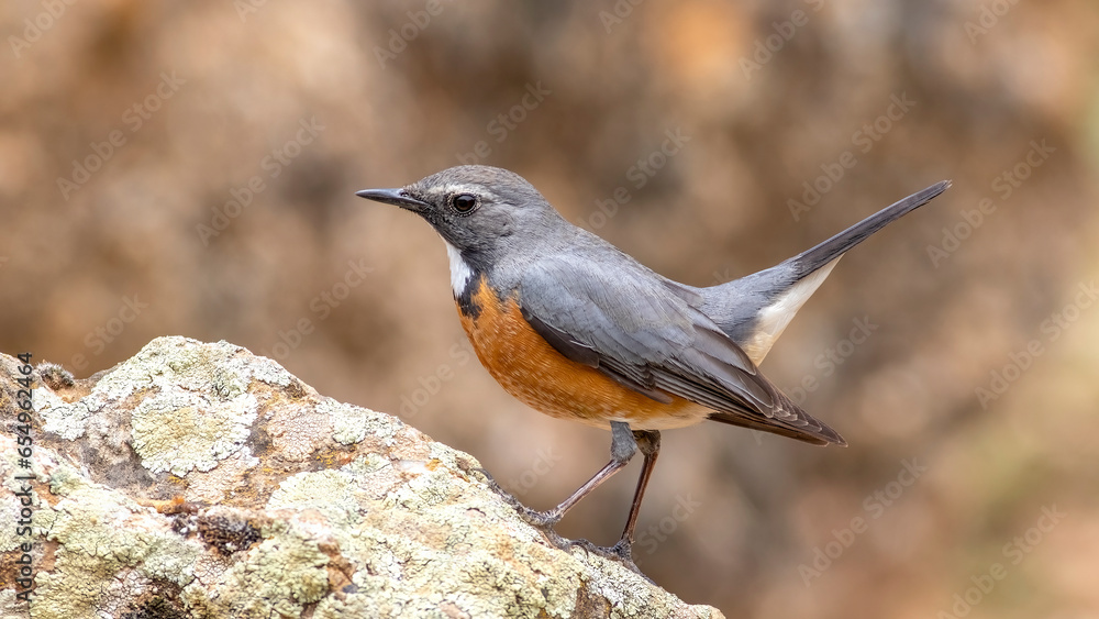 White-throated Robin ,Irania gutturalis. White-throated Robin ,Irania gutturalis.