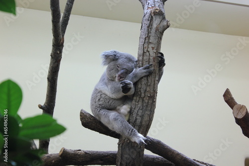 Photography Koala in einem Zoo
