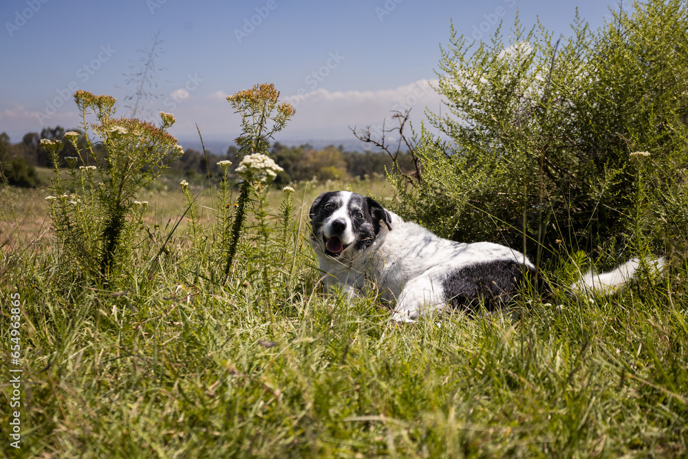perro en el campo