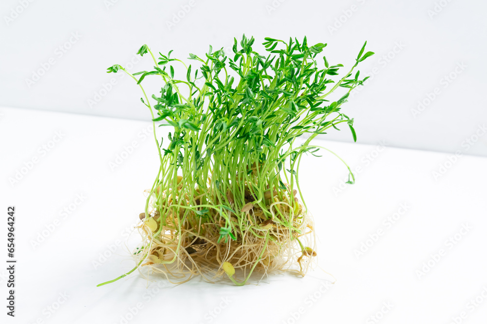 Fresh young shoots lentil microgreen with roots. White background. Close up. Fresh young shoots lentil microgreen with roots. White background. Close up.