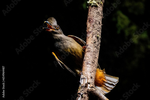 Cock-of-the-rock female bird in the caves of amazon forest photo