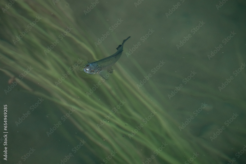 Fototapeta premium Illyrian chub fish at Krka national park waterfall