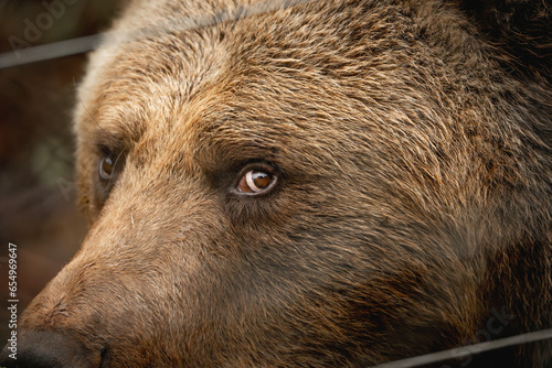 Bear in captivity in sanctuary in a cage in Kutarevo Croatia photo