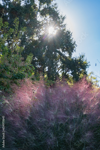 Portrait of Muhly Grass with Sunlight