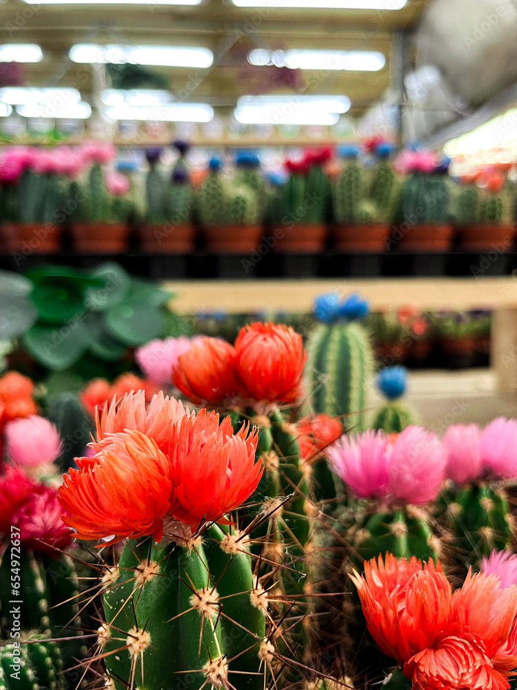 Obraz premium Colourful blooming cacti on the flower market stall in Amsterdam. Vivid colour of cacti flowers are bright and cheerful, and take the whole display.