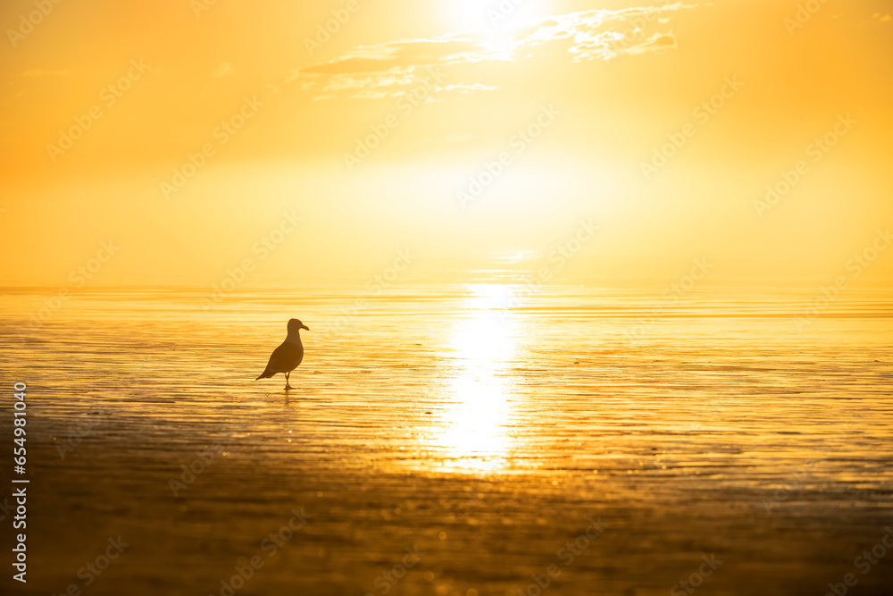 foggy ocean shore at low tide in sunshine at dawn. Silhouette of a seagull on the sand in the sunlight