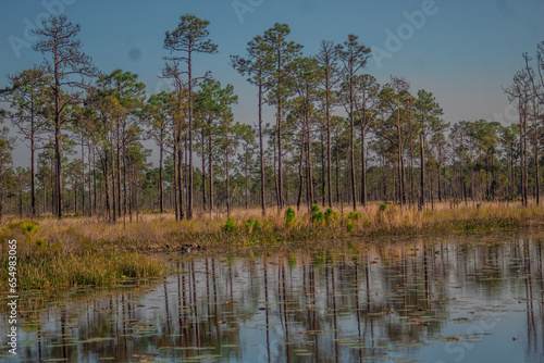 Florida Pine Forests
Lake Wales Ridge State Forest surrounding Lake Godwin photo