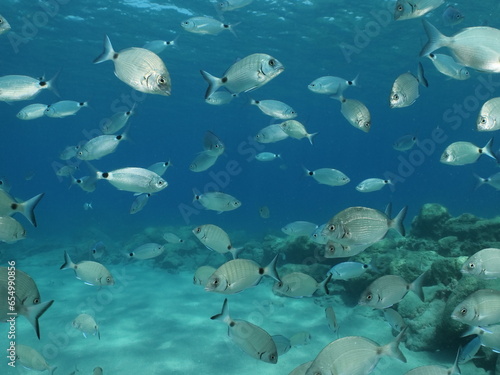 fish scenery underwater underwater mediterranean sea sun shine relaxing ocean scenery sea breams