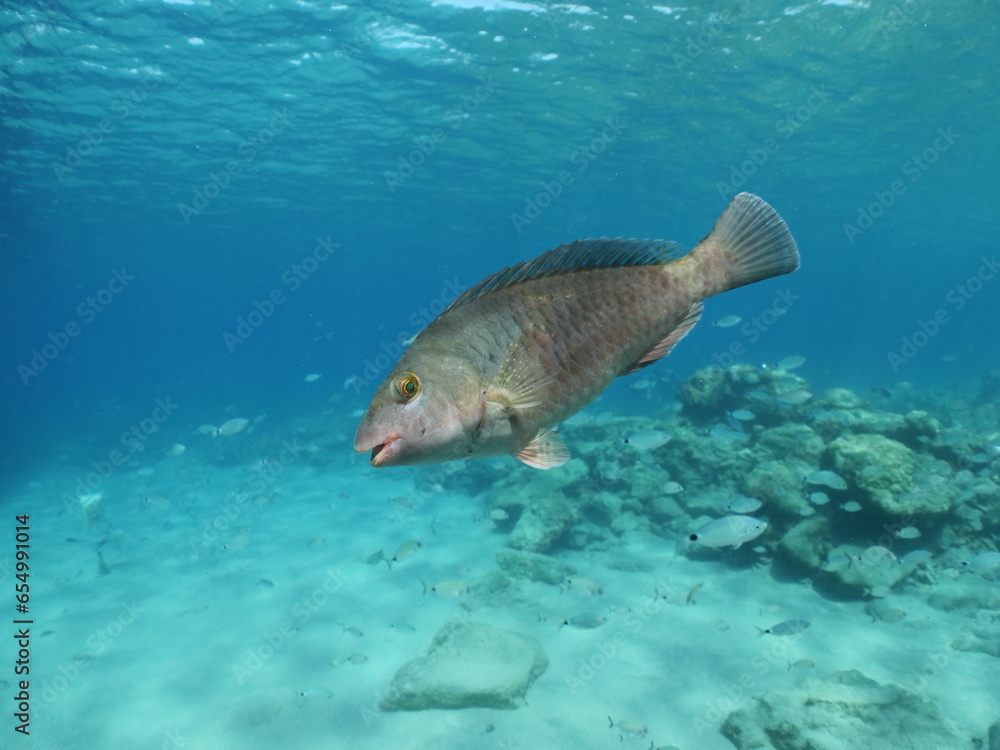 Naklejka premium parrot fish underwater together with other fish feeding mediterranean fauna ocean scenery sun rays and beams