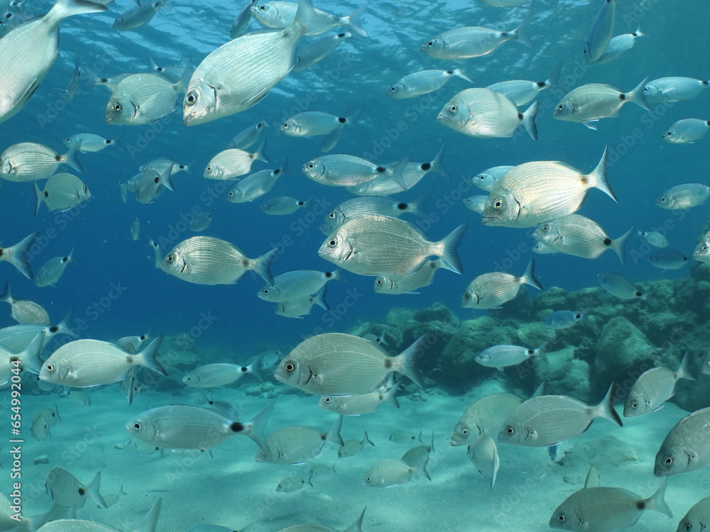 Obraz premium fish scenery underwater underwater mediterranean sea sun shine relaxing ocean scenery sea breams