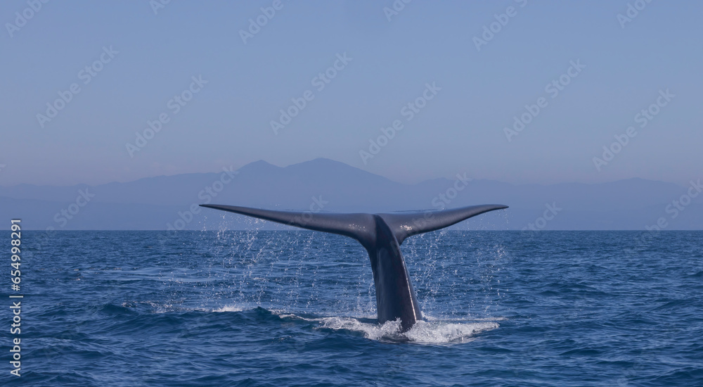 Fototapeta premium blue whale fluke 