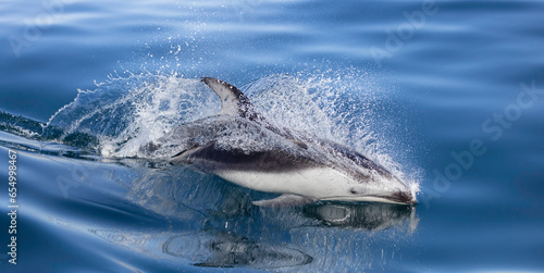 dolphin in water  pacific white sided 