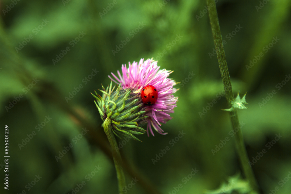 bee on a flower