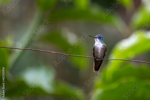 hummingbird