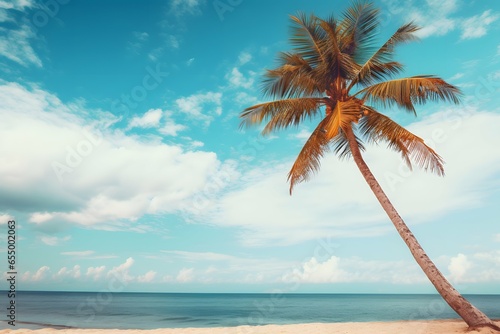 coconut tree on the beach