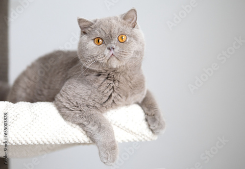 Britisch Kurzhaar Kitten Katze imposant und edel Luxus