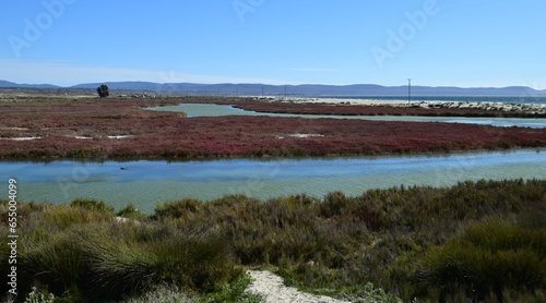 Fototapeta Naklejka Na Ścianę i Meble -  Wetlands on the Coast of Chile: Vital ecosystems teeming with biodiversity, providing habitat for birds, flora, and unique coastal species.

