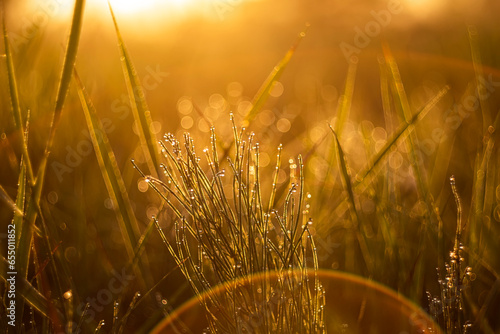 blades of grass in sparkling drops at dawn in a foggy field. Soft focus. The sun rising in the fog over the horizon. Beautiful landscape in the early summer morning.
