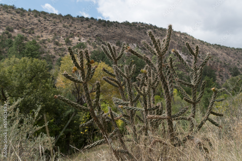 Cane Cholla plants Bandelier Park Cane Cholla plants Bandelier Park