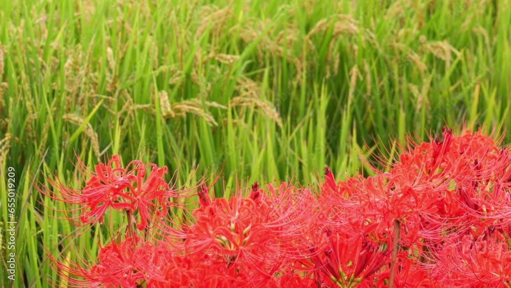 Japanese nature, red spider lily and rice field Japanese nature, red spider lily and rice field