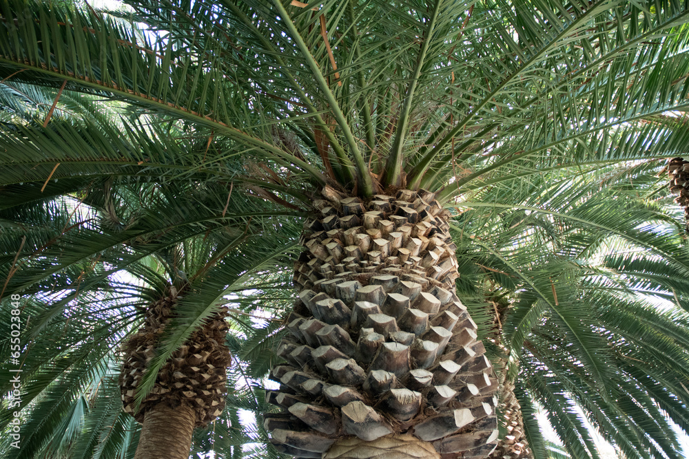 Date palm tree with green leaves in the bottom view Date palm tree with green leaves in the bottom view