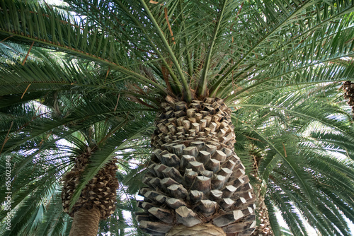 Date palm tree with green leaves in the bottom view