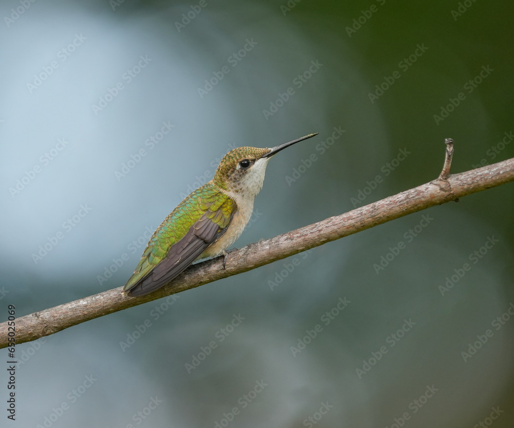 Fototapeta premium close up on ruby throated hummingbird standing on tree branch