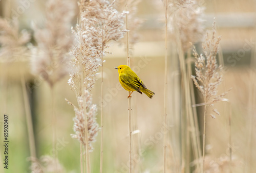 Yellow warbler perched on blade of grass