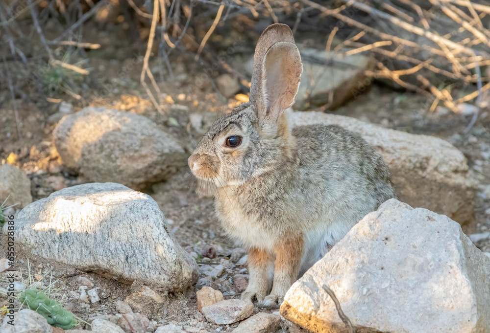 A desert cottontail rabbit hiding in a rocky landscape in the Arizona desert. A desert cottontail rabbit hiding in a rocky landscape in the Arizona desert.