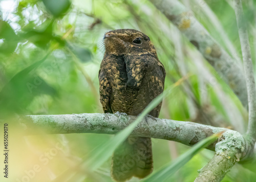 Chuck-wills-widow perched on a branch in the forest during fall bird migration. 