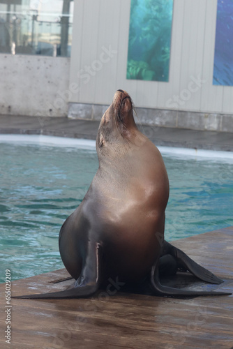 sea lion in the zoo
