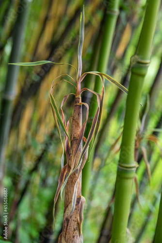Turion de bambou phyllostachys type Aurea au printemps