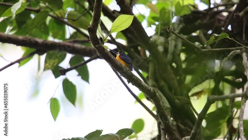 Papuan dwarf kingfisher or Variable dwarf kingfisher (Ceyx solitarius)  in Varirata National Park, Papua New Guinea photo