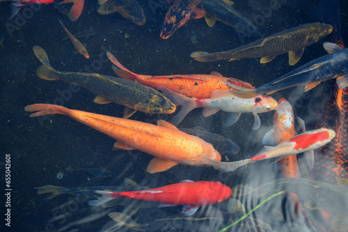 Various types of koi fish swim in a pond with clear water