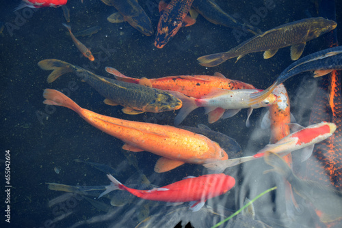 Various types of koi fish swim in a pond with clear water