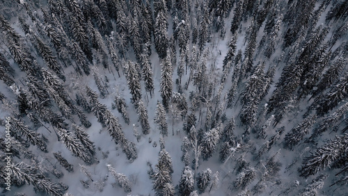 Aerial flight over the winter forest with snow covered ground. Clip. Drone flies over the taiga.