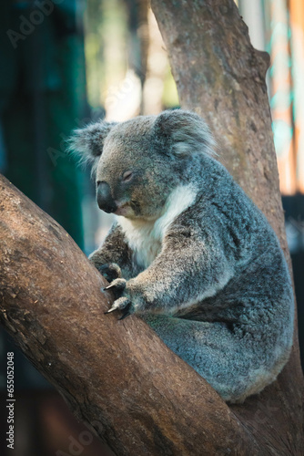 Fototapeta Naklejka Na Ścianę i Meble -  sleeping koala