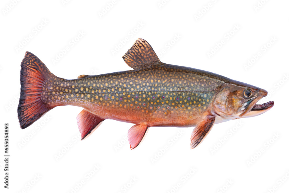 Beautiful fresh caught male brook trout in spawning colors isolated on a white background - obrazy, fototapety, plakaty 