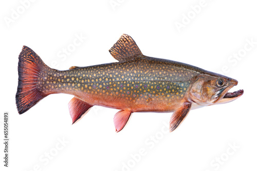 Foto Beautiful fresh caught male brook trout in spawning colors isolated on a white b