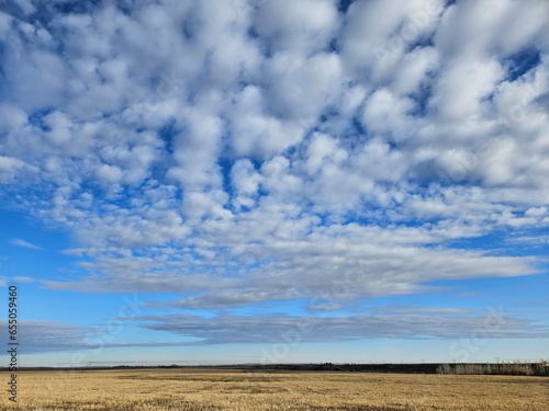 Altocumulus clouds in a blue sky above a gold colored agricultural field.