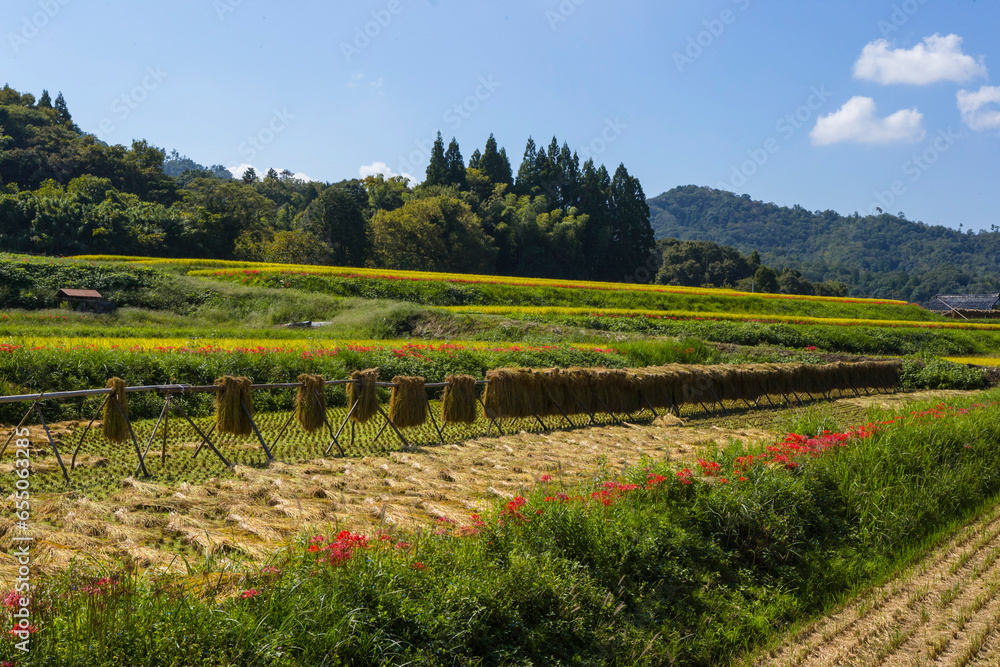 稲の掛け干しが行われた田園の風景 鳥取県 郡家町
