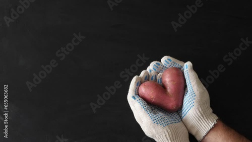 heart-shaped potatoes in hands in fabric gloves, top view, flat lay. photo