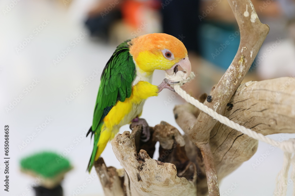 Obraz premium blue and yellow macaw