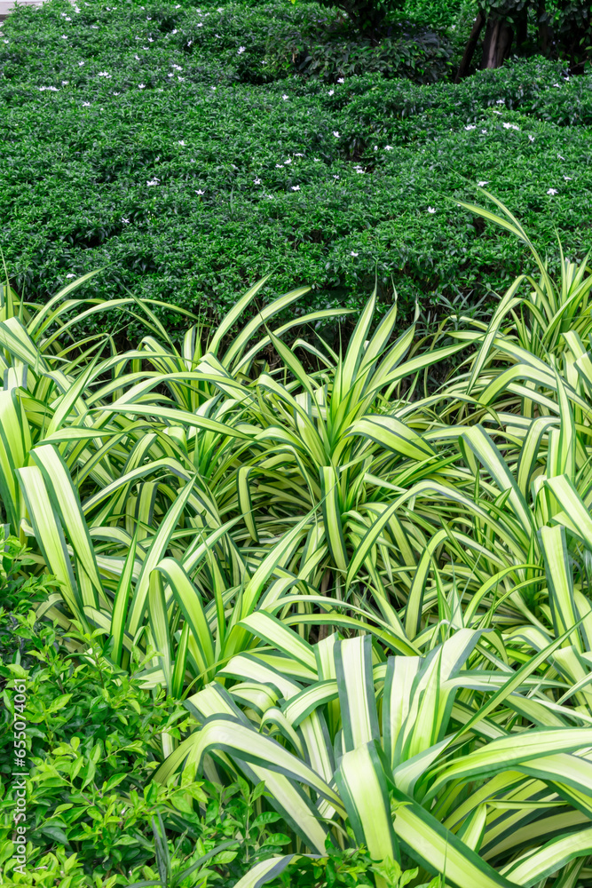 Obraz premium Green plant leaf,Green leaves in the garden