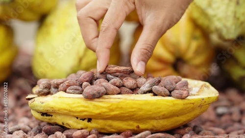 hand placing dried and fermented cocoa bean on top of other seeds in cacao fruit photo