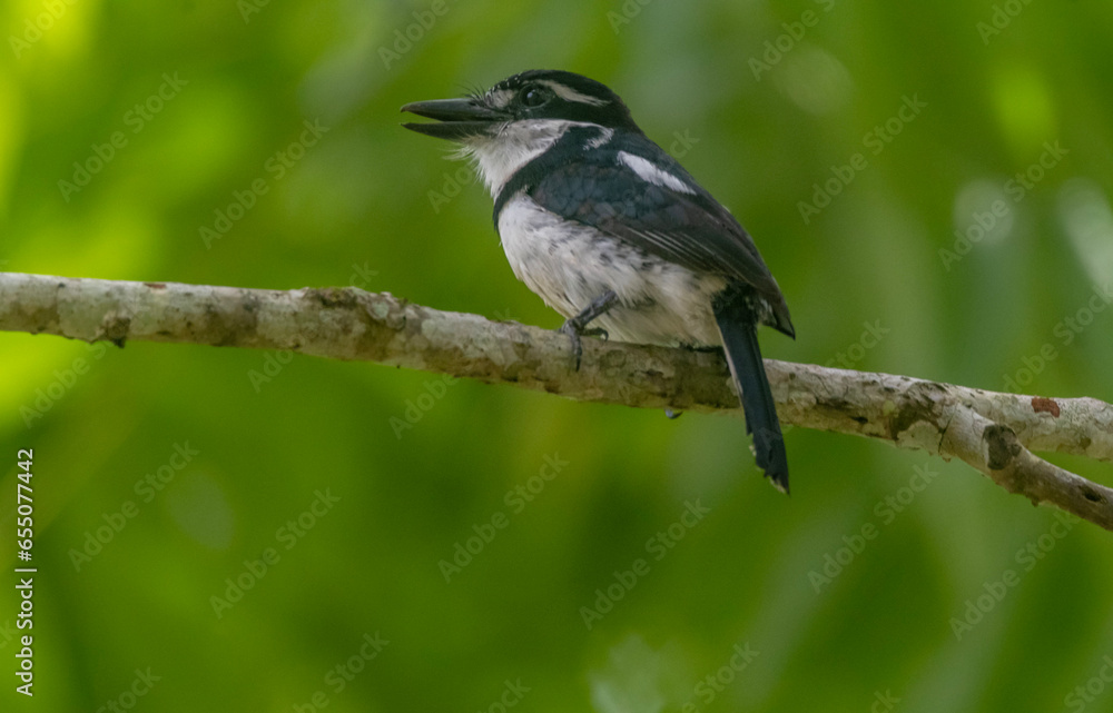 Bobito coronado - Notharchus tectus Bobito coronado - Notharchus tectus