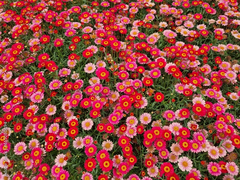 A garden full of flowers of various colors