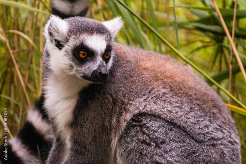 Lemur Primat sitzt und beobachtet seine Umgebung