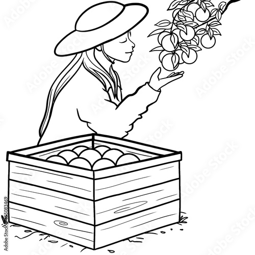 A woman picking oranges in in the garden, outline drawing illustration, cartoon character 